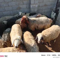 میش بره بز کهره (آریسان۲)|حیوانات مزرعه|شیراز, قلات|دیوار