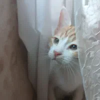 گربه نر و ماده ۴ ماهه|گربه|قم, پردیسان|دیوار
