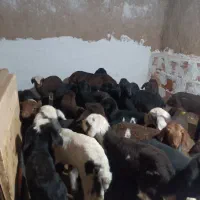 بره شیری سالم و سر حال