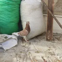 کبوتر نروماده