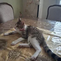 گربه dsh  ۶ ماهه واکسن تکمیل زده
