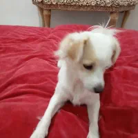 واگذاری سگ اشپیتز ژاپنی «رایگان»|سگ|پردیس, فاز ۱۱|دیوار