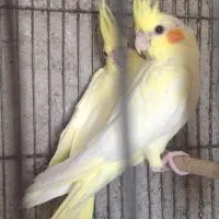 ۳ عدد جوجه عروس تازه دونخور