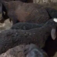 15 راس بره ماده