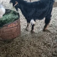 سه عدد بزغاله چاق پرواری