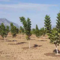 فروش یا تهاتر ۲۶۰۰ متر یا ۱۳۰۰متر زمین باغی