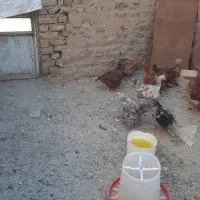 مرغ تخمگذاری