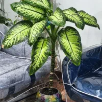 گل دیفن باخیا