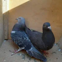 چند عدد کبوتر|پرنده|دهدشت, |دیوار