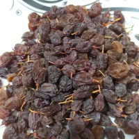 کشمش آفتابی حدوداً صد کیلو