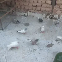 کبوترپرشی