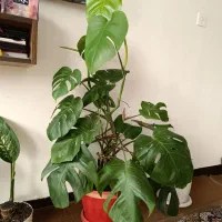 گل برگ انجیری