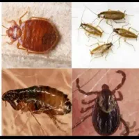 سم پاشی ،ساس ،سوسک ،موریانه