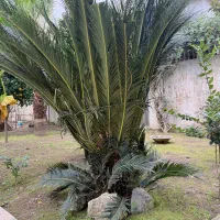 سیکاس حدودا ۹ ساله|گل و گیاه طبیعی|محمودآباد, |دیوار