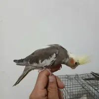 عروس هلندی|پرنده|فردیس, شهرک ۱۱۰|دیوار