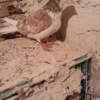 کبوتر عرب و سفید پلاکی و پوشتی|پرنده|بناب, |دیوار