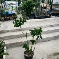 فیکوس رتوزا|گل و گیاه طبیعی|رشت, بیجارپس|دیوار