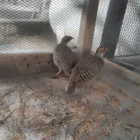 یه جفت پرنده برای معاوضه دارم‌باآلبینویافنچ معمولی