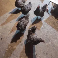 مرغ امروک تخم گذار|حیوانات مزرعه|شیراز, کوشک میدان|دیوار