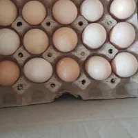 تخمرغ محلی و دوزرده|عمدهفروشی|ثمرین, |دیوار