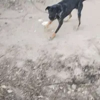 سگ عراقی|سگ|چهاربرج, |دیوار