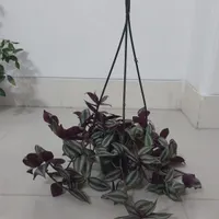 گل برگ بیدی خانگی|گل و گیاه طبیعی|مبارکه, |دیوار