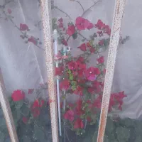 کاغذی پر از گل شکوفه