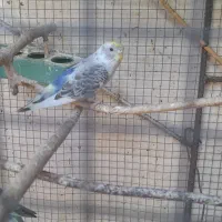 مرغ عشق رنگی|پرنده|بندرعباس, |دیوار