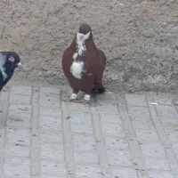 کفتر|پرنده|تربتحیدریه, باغ سلطانی|دیوار