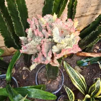 دم روباهی یا شویدی افوربیا با پیوند لاکتی|گل و گیاه طبیعی|تهران, سلسبیل شمالی|دیوار