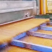 بذر یونجه رنجر آمریکایی، جو