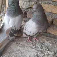 یک جفت فیلی