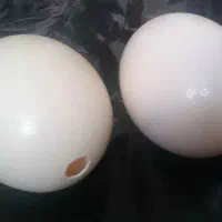 پوکه تخم شتر مرغ جهت کارهای هنری