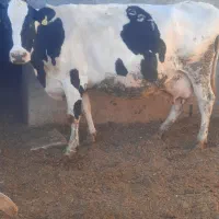 ۱راس گاو ۸ماه ابستن|حیوانات مزرعه|محمدشهر, عباس آباد|دیوار