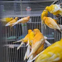 عروس هلندی  و قناری