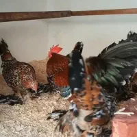 تخم نطفه دار سایل پوت