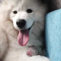 توله سگ سامویید خونگی غیر پرورشگاهی