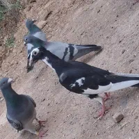 کفتر|پرنده|فردوس (خراسان), |دیوار