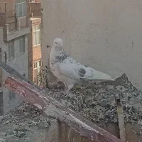 کفتر هما|پرنده|تهران, مشیریه|دیوار