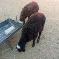۲راس بره عروس نروماده مفت