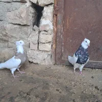 طوق زرین خفت درجه یک