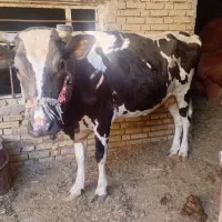 ۲تا گاو آبستن سنگین ۸ماه شیری
