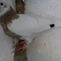 کبوتر|پرنده|شیراز, شیخ علی چوپان|دیوار