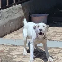 واگذاری سگ نگهبان سفت