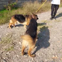 ژرمن شولاین