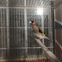 سهره سقا قناری گلبسر|پرنده|کرمان, |دیوار