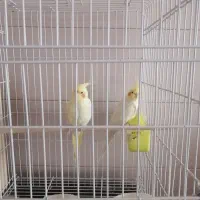 عروس هلندی مولد|پرنده|زیباشهر, |دیوار