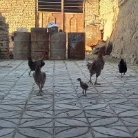 لاری|حیوانات مزرعه|زاوه, |دیوار
