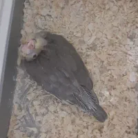 انواع عروس هلندی