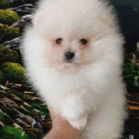 توله سگ|سگ|وحیدیه, |دیوار